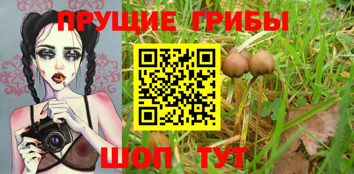 Нижний Тагил  цены   Вход с VPN  Галлюциногенные грибы Cubensis 
